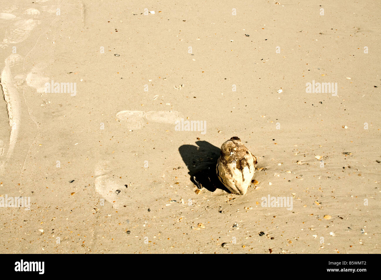 Einsamer Kokosnußoberteil im Sand am Strand an einem sonnigen Tag in Jacksonville Beach, Florida Stockfoto