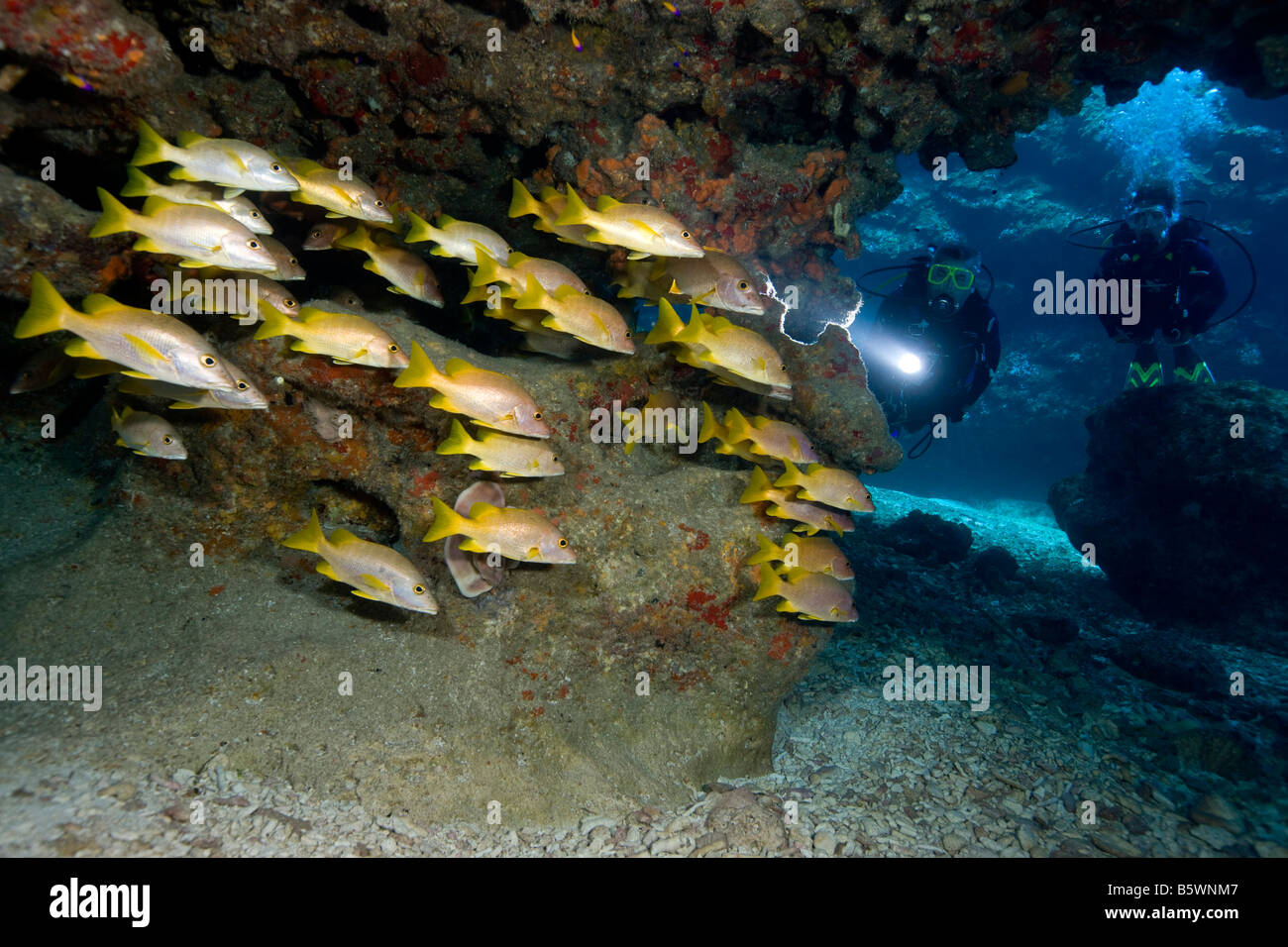 Taucher und Schulmeister-Schnapper (Lutjanus Apodus), Grand Cayman. Stockfoto