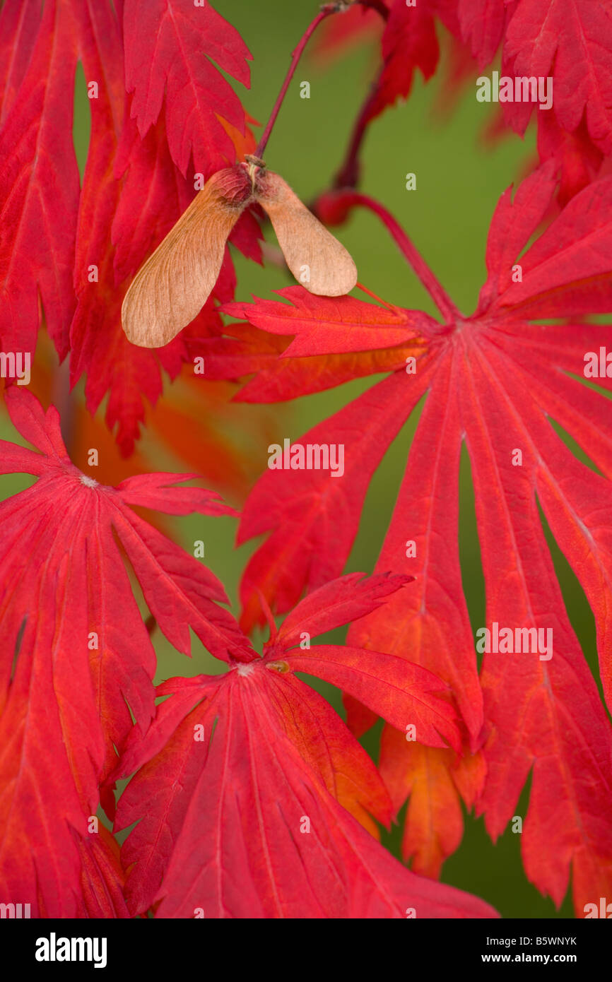 Tanzen Pfau-Ahorn, Acer Japonicum, Maiku Jaku, Aconitifolium, Blätter, Herbst, Baum, Portland Japanese Garden, Oregon Stockfoto
