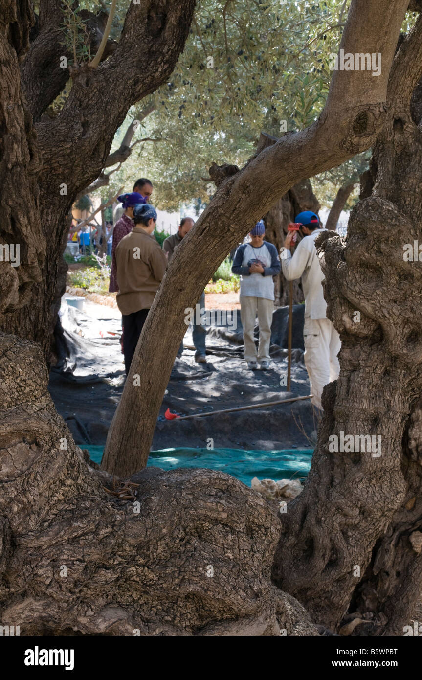 Israel Jerusalem Garten Gethsemani Oliven Ernte Stockfoto