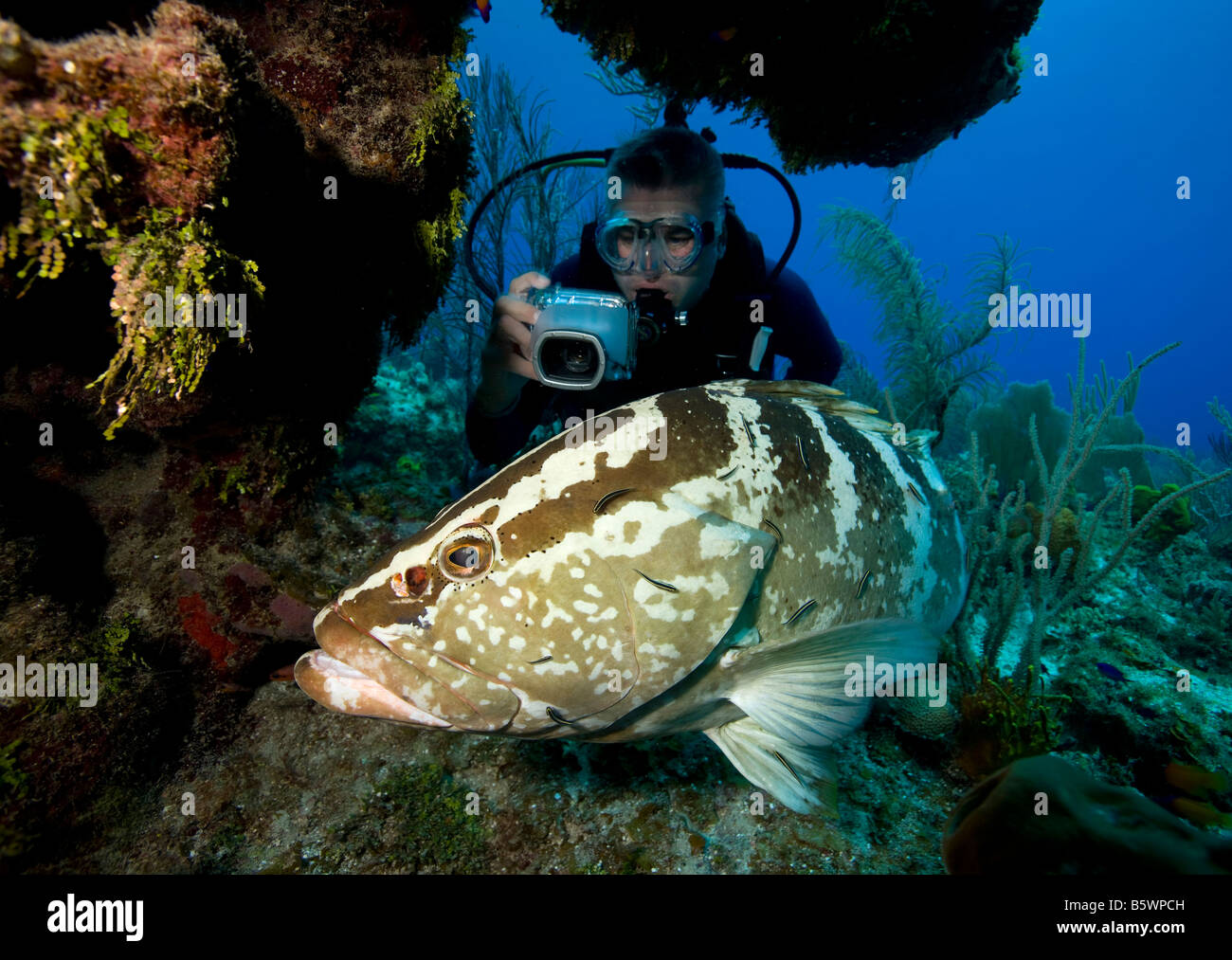 Unterwasser-Fotografen und Nassau-Zackenbarsch (Epinephelus Striatus), Bloody Bay, Little Cayman Stockfoto