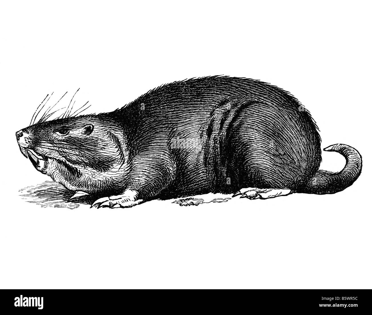 Pocket Gopher, Nagetiere Familie Geomyidae Stockfoto