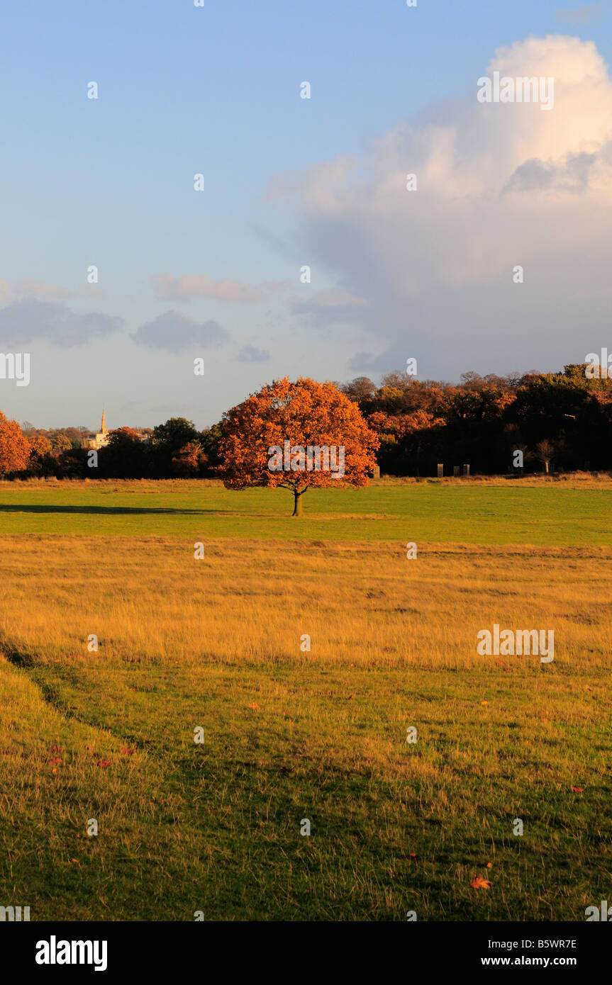 Herbst Baum, Richmond Park, Richmond Upon Thames, Surrey, UK Stockfoto