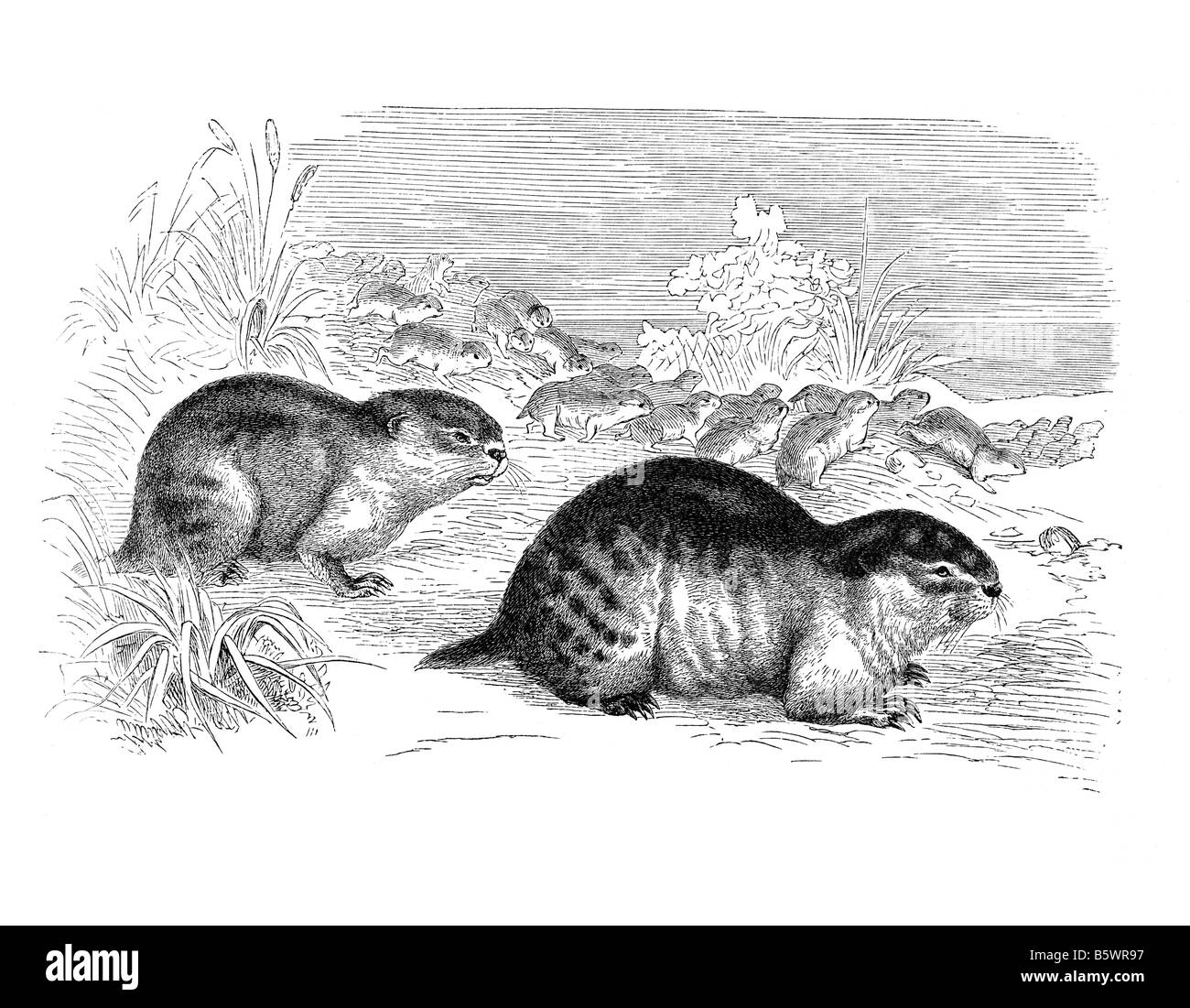 Lemminge, Lemmings Unterfamilie Arvicolinae Microtinae Stockfoto