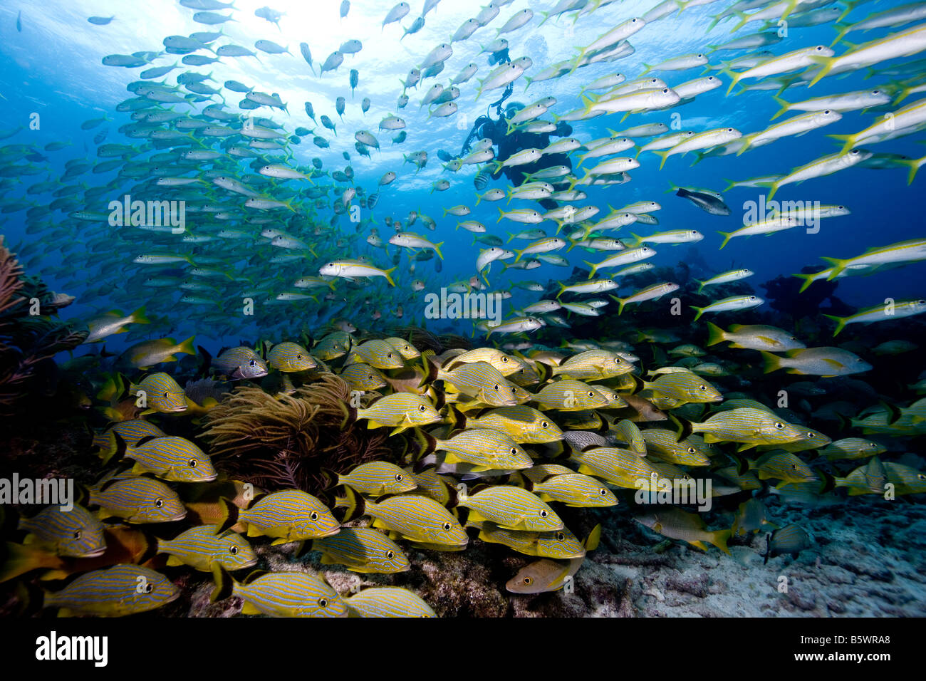 Fischschwärme auf Snapper Sims, Key Largo, Florida Stockfoto