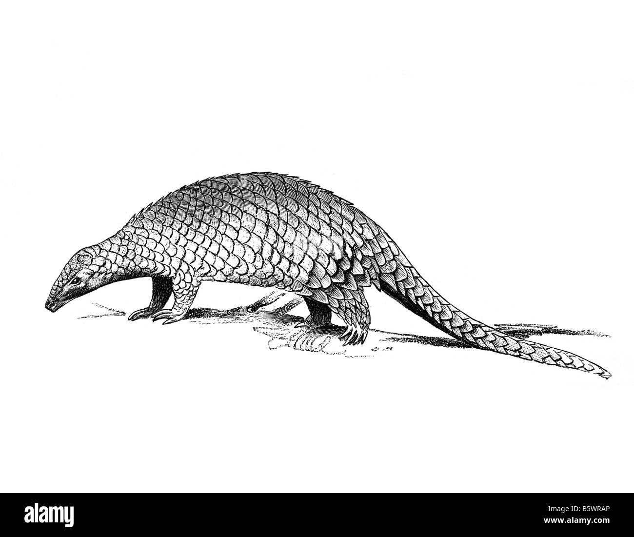 Pangolin, Schuppentiere Scaly Ameisenbären bestellen Pholidota Stockfoto