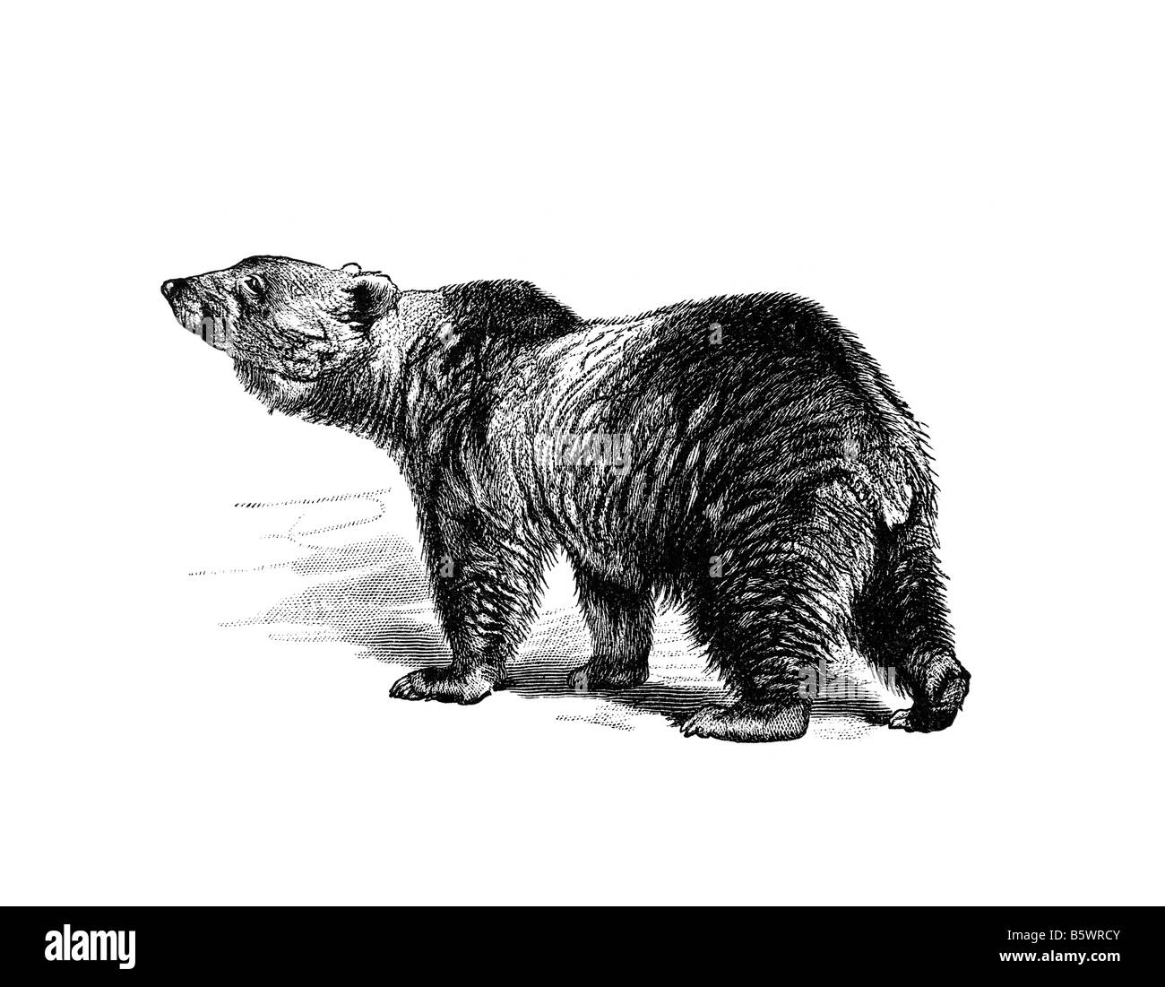 Braunbär (Ursus Arctos), Familie Ursidae Stockfoto