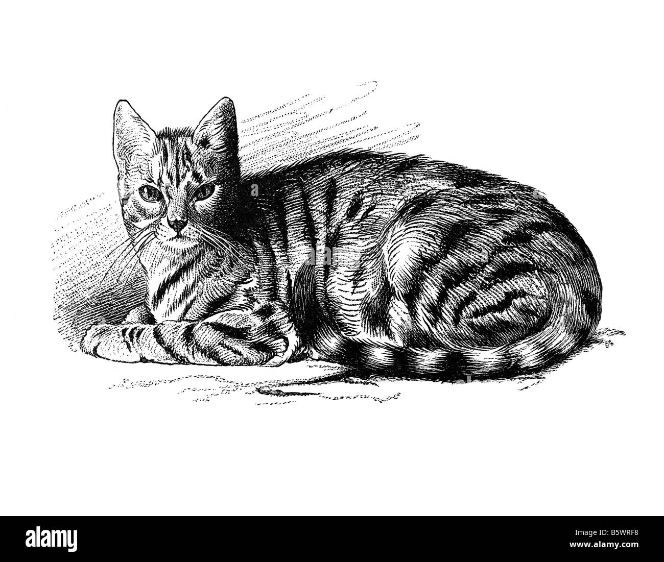 Katze (Felis Domestica), Hauskatze Hauskatze Stockfoto