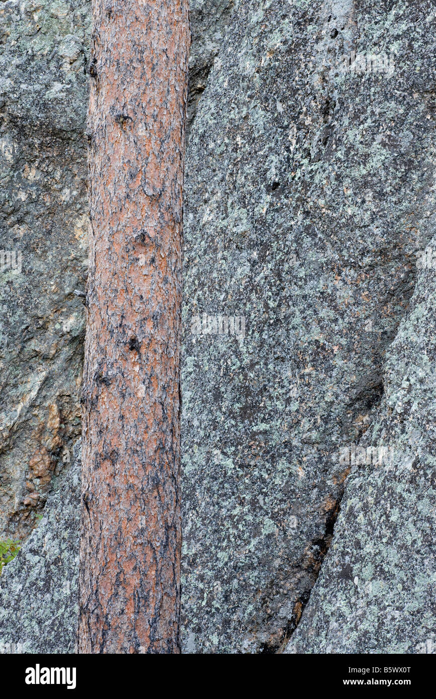 Baum und Granit, Custer State Park in South Dakota Stockfoto