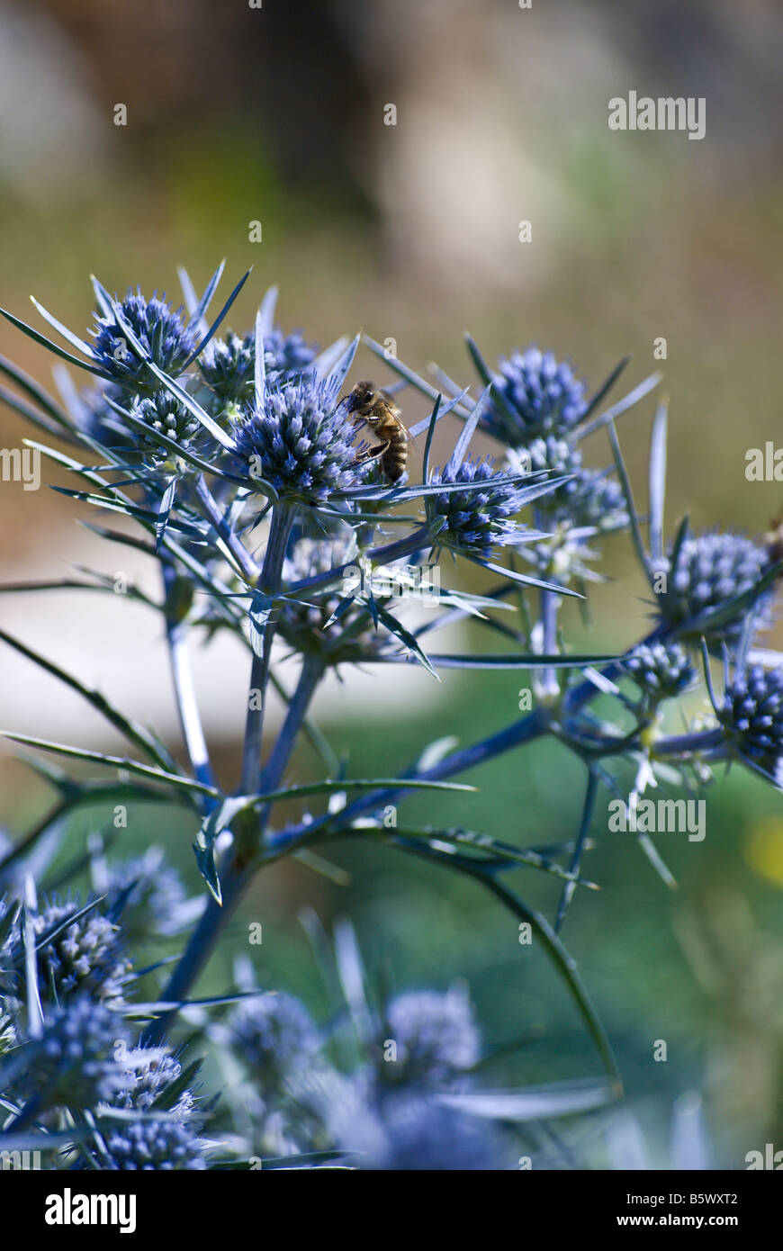 Biene auf Eryngium amethystinum Stockfoto