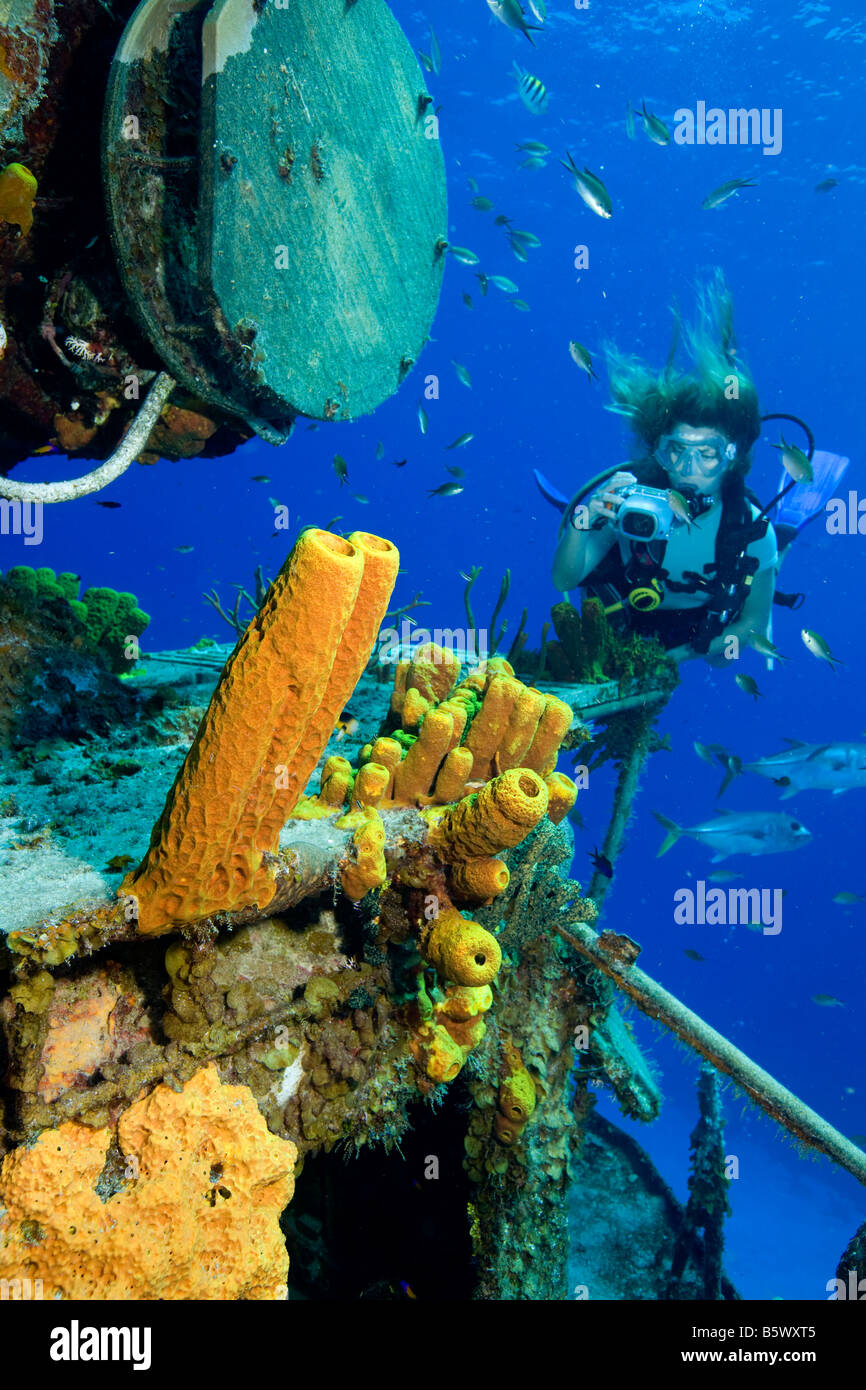 Gelbe Röhrenschwämmen auf Schiffbruch. Stockfoto