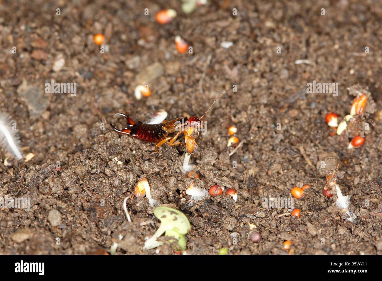 Ohrwurm Forficula Auricularia GERMINATING Samen essen Stockfoto