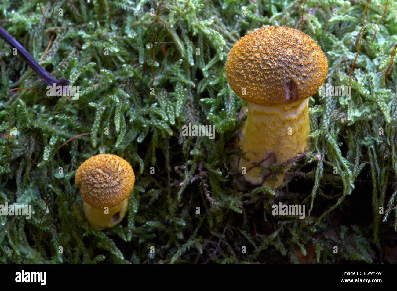 Honig-Pilz Armillaria Mellea Pilze Naturgeschichte Pilze Naturgeschichte horizontalen Format im Querformat Stockfoto