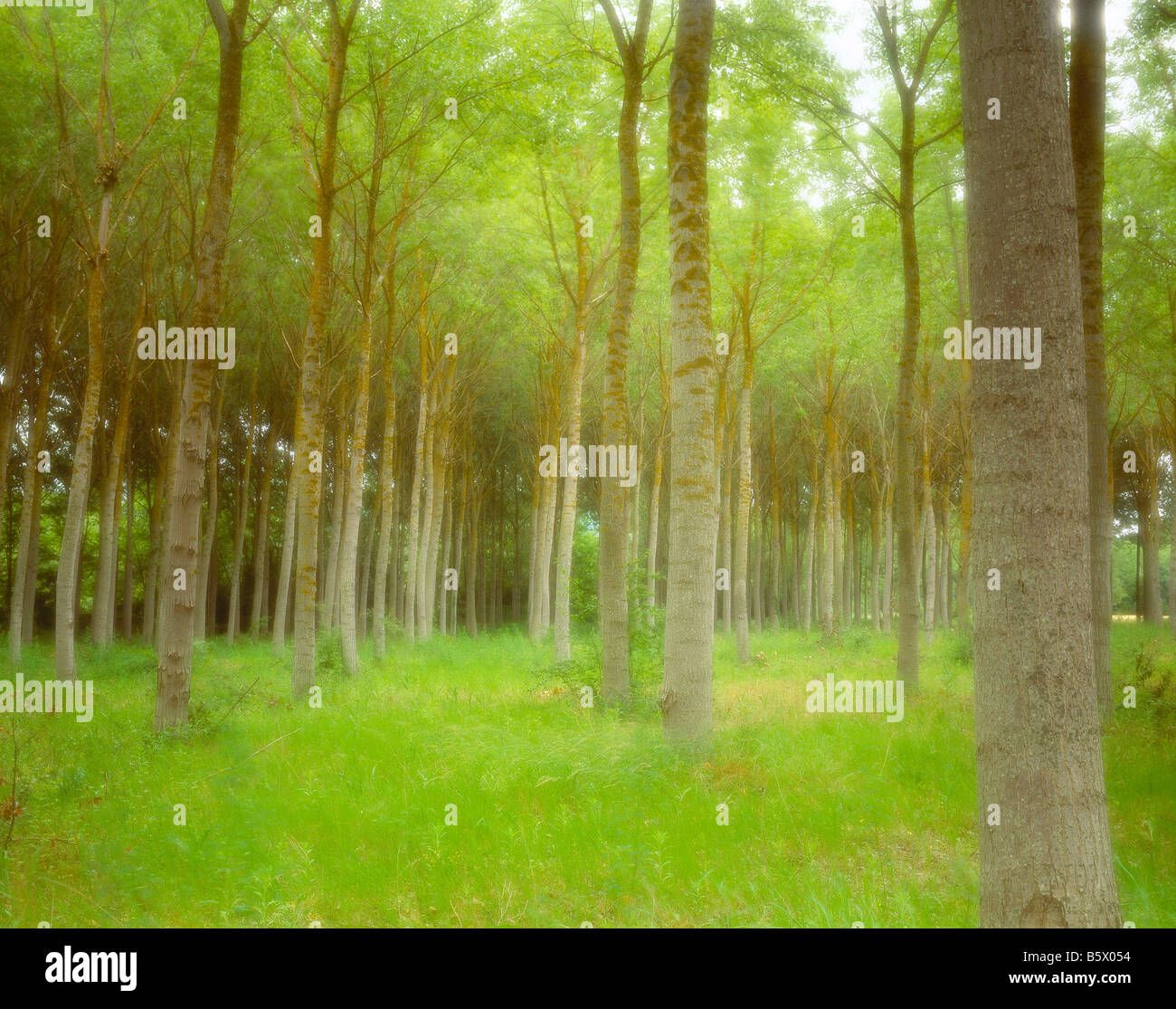 Frankreich, Wald, Bäume, Stockfoto