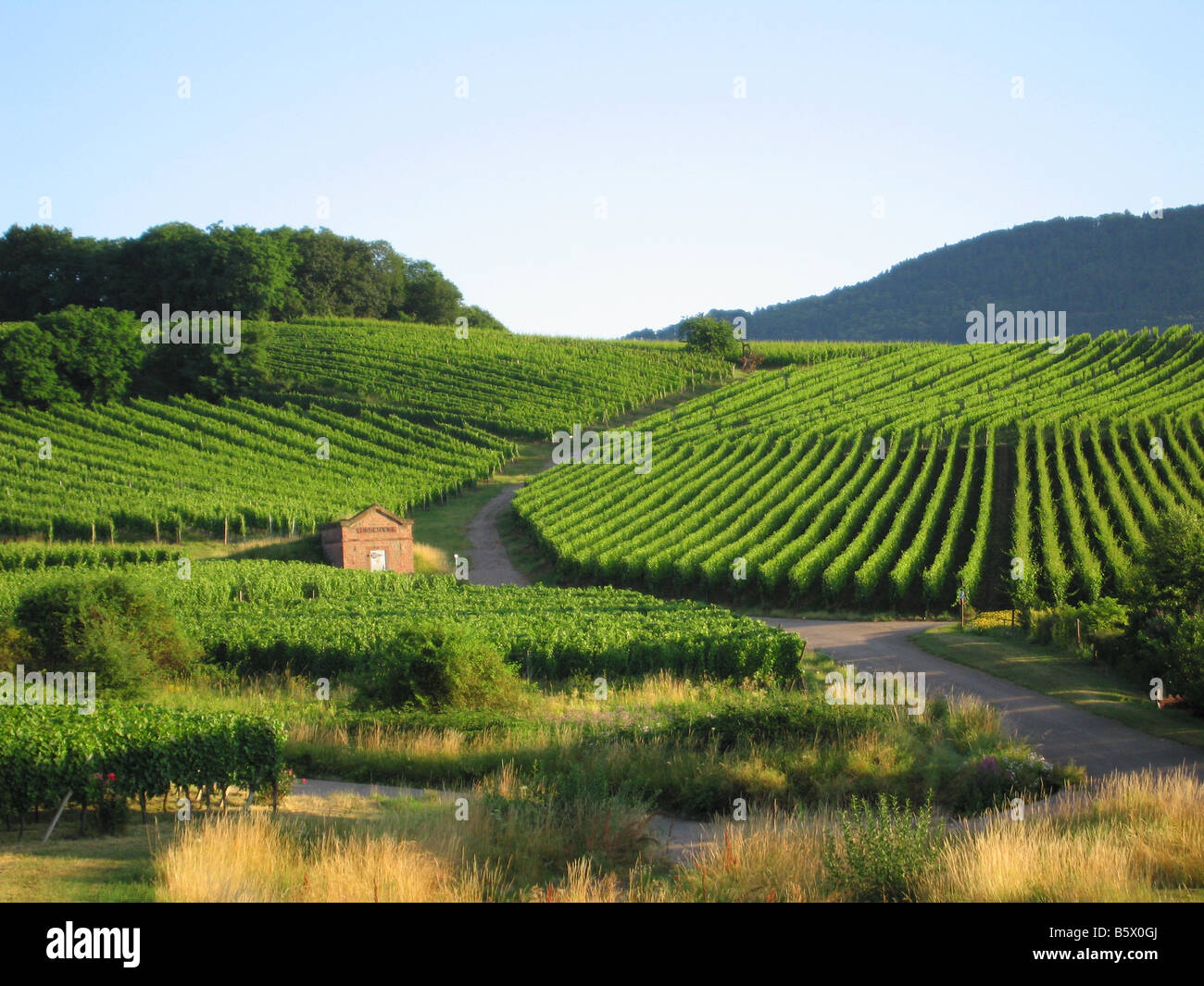 Elsässischen Weinberg im Juli bei Rorschwihr - Weinstraße - Route du vin – Frankreich Stockfoto