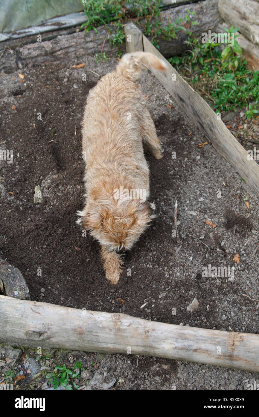 BORDER TERRIER GRABEN LOCH IM HOCHBEET Stockfotografie Alamy