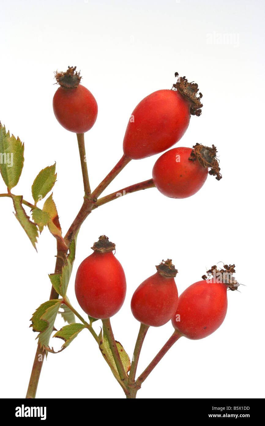 Hundsrose Hüften Rosa canina Stockfoto