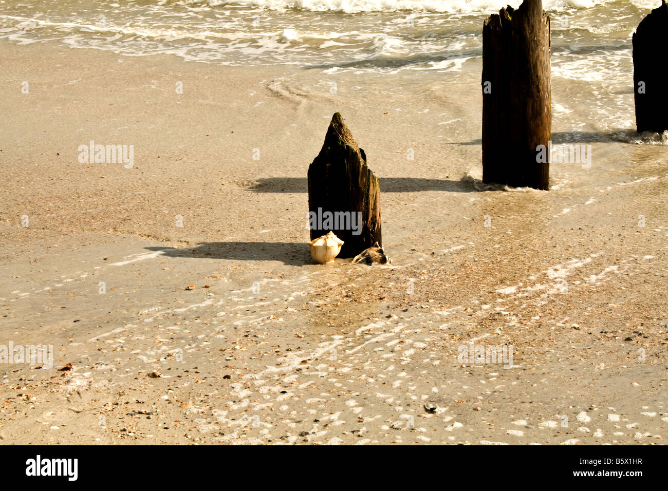 Drei der verfallenden hölzernen Pfählen mit zwei Conch Muscheln wird von Wellen im Meer an einem Strand in Florida weggespült Stockfoto