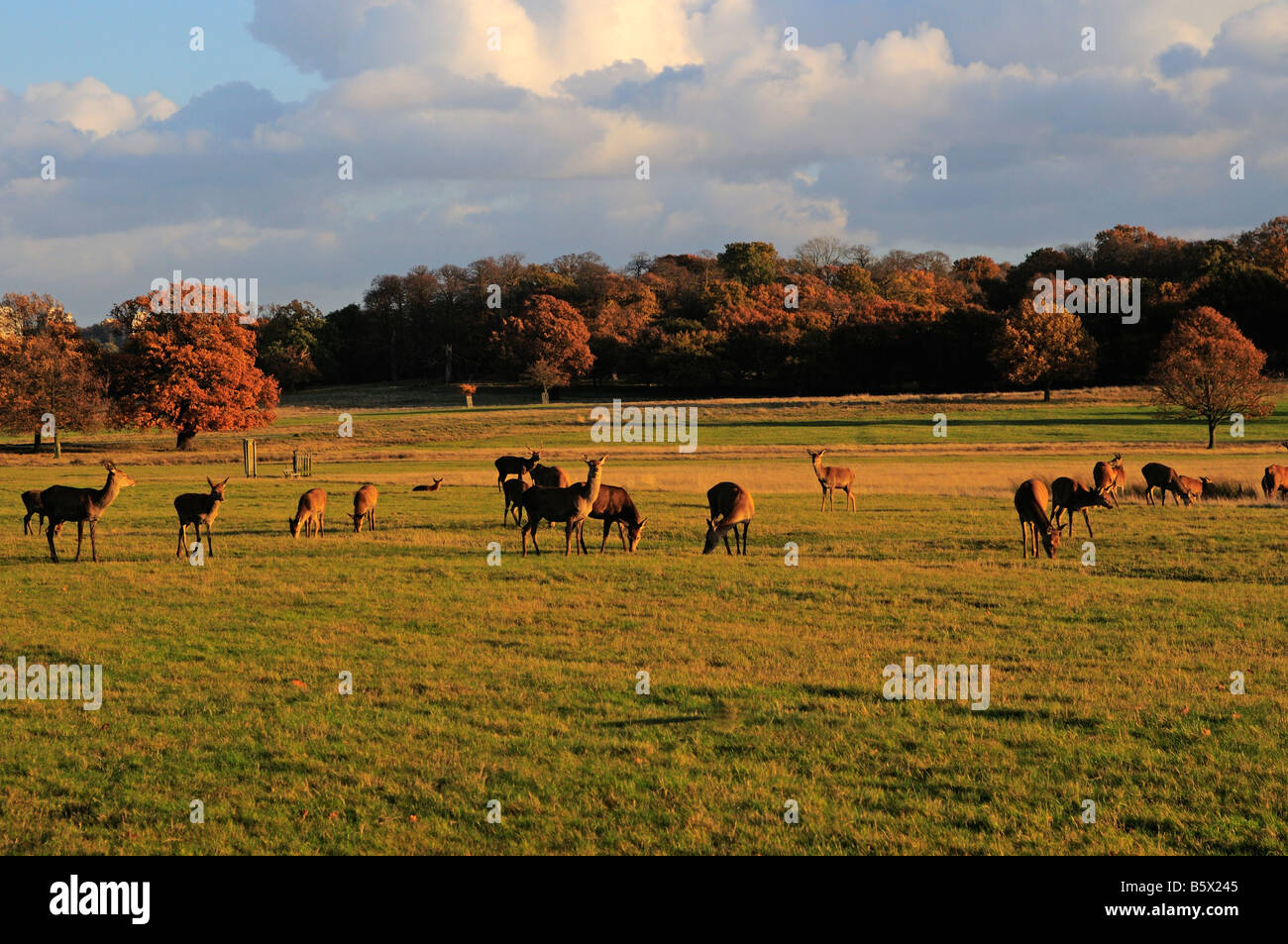 Richmond Park Richmond Upon Thames, Surrey UK Stockfoto