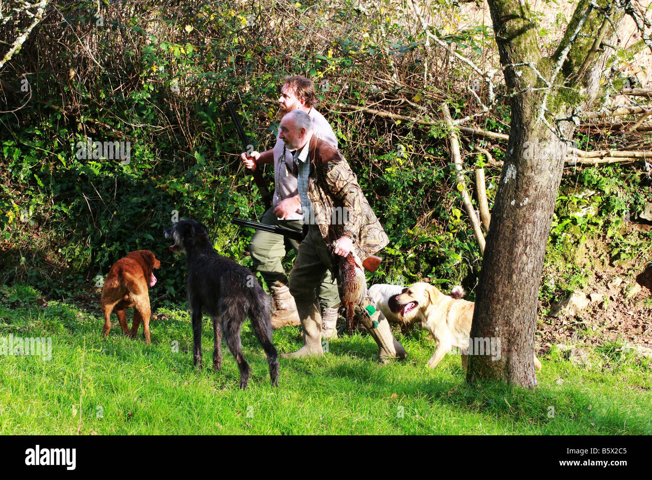 Jäger mit Arbeitshunde mit Schuß tot Fasane und Geschütze auf eine privat organisierte angetrieben Spiel Vogel schießen Devon England Stockfoto