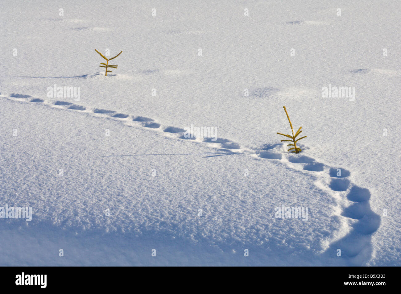 Tierspuren und Nadelbaum Baumkronen im Tiefschnee Valdres Norwegen Stockfoto