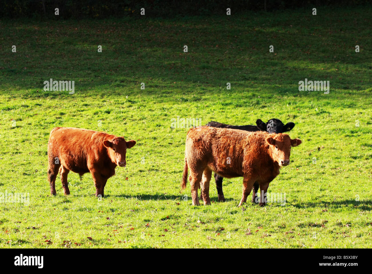 South Devon Färsen und Steer Kühe stehen in privaten Ackerland junge Tiere Nutztieren im Feld Stockfoto