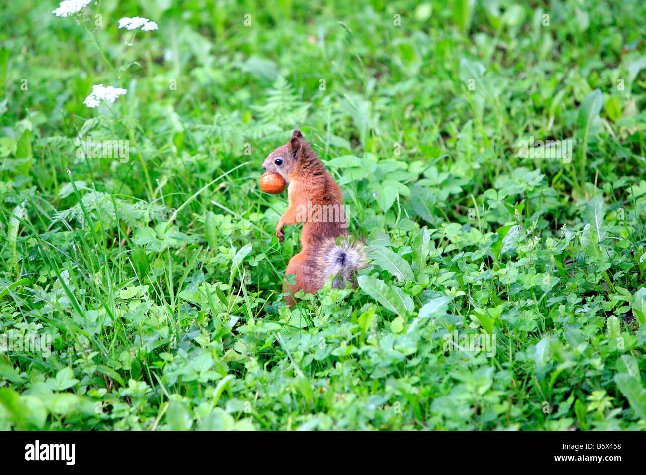 Eichhörnchen mit einer Eichel (Mutter) in seinem Mund in den Gärten des 18. Jahrhunderts Catherine Palace in Puschkin, Russland Stockfoto