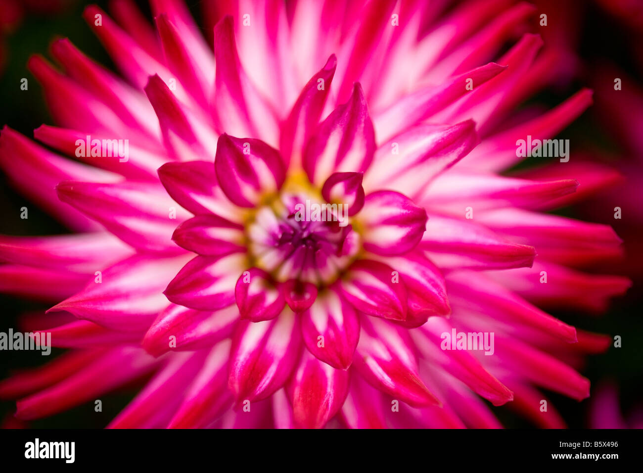 Nahaufnahme von einem hellen rosa Dahlie Stockfoto