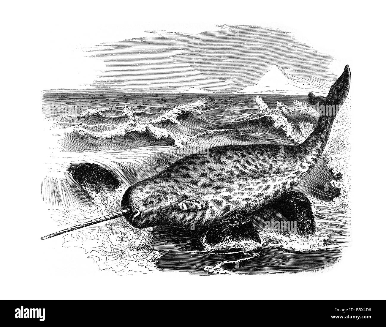 Narwal (Monodon Monoceros), Ordnung Cetacea Unterordnung Odontoceti Familie Monodontidae Gattung Monodon Stockfoto
