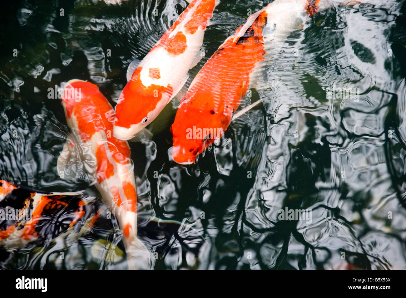 Tokyo koi im teich Fotos und Bildmaterial in hoher Auflösung Alamy