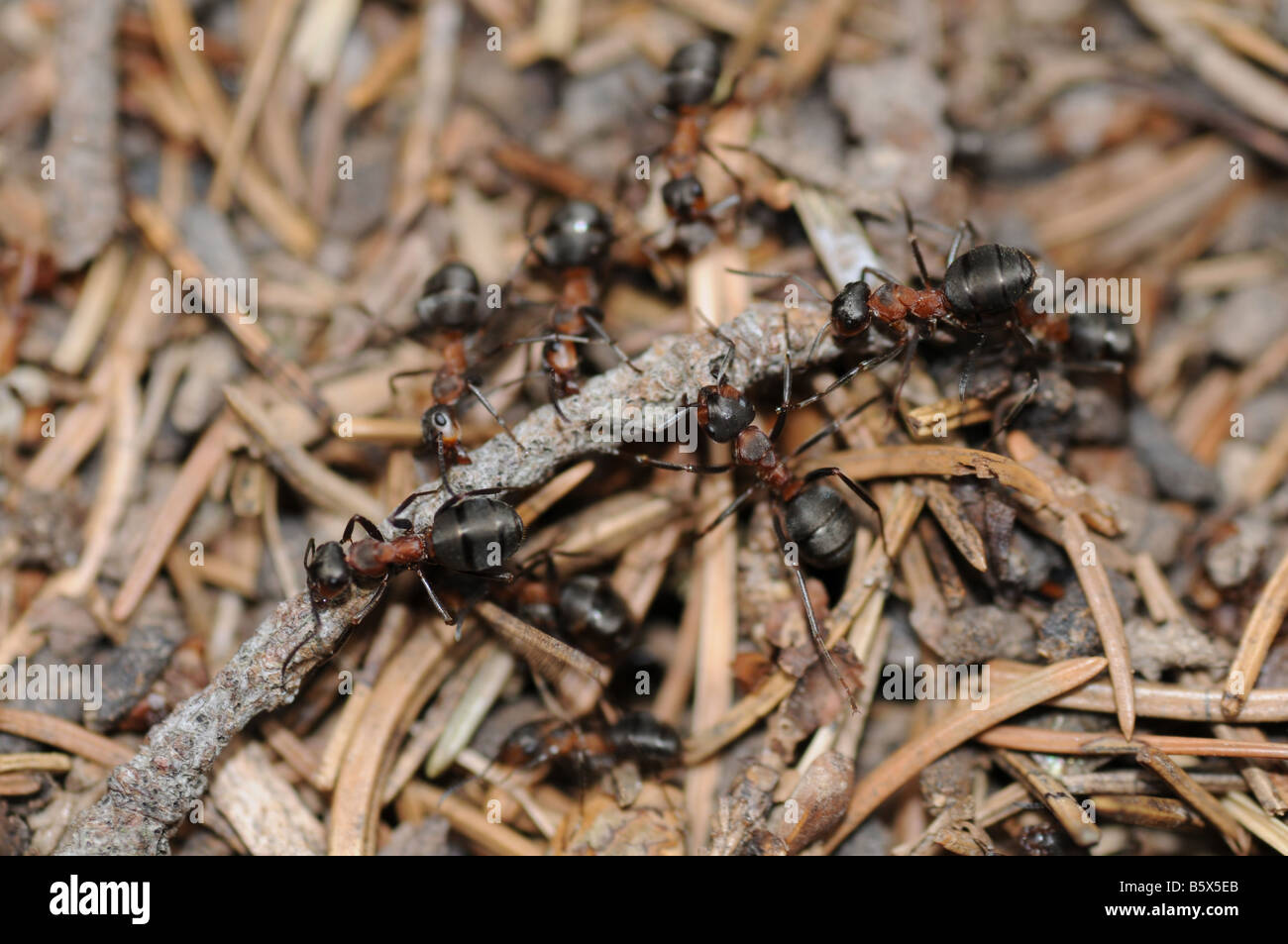 Gruppe von Ameisen - Formica Rufa L. - auf einem Ameisenhaufen tragen zusammen einen kleinen Zweig. Stockfoto