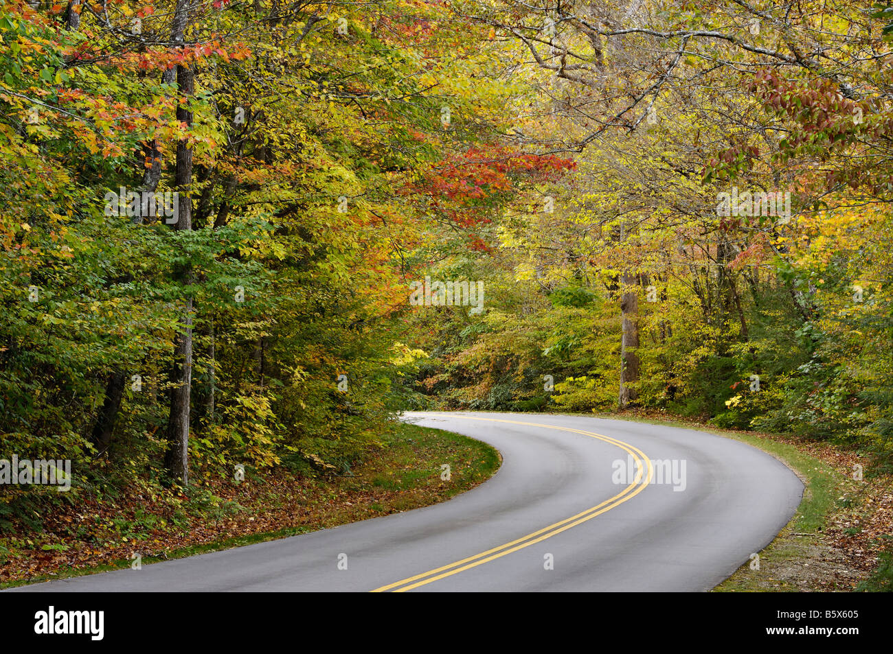 Straße biegen durch Herbst Wald in Great Smoky Mountains National Park Tennnessee Stockfoto