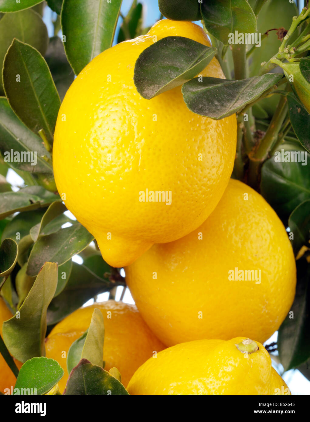 ZITRONEN WACHSEN AUF BAUM Stockfoto