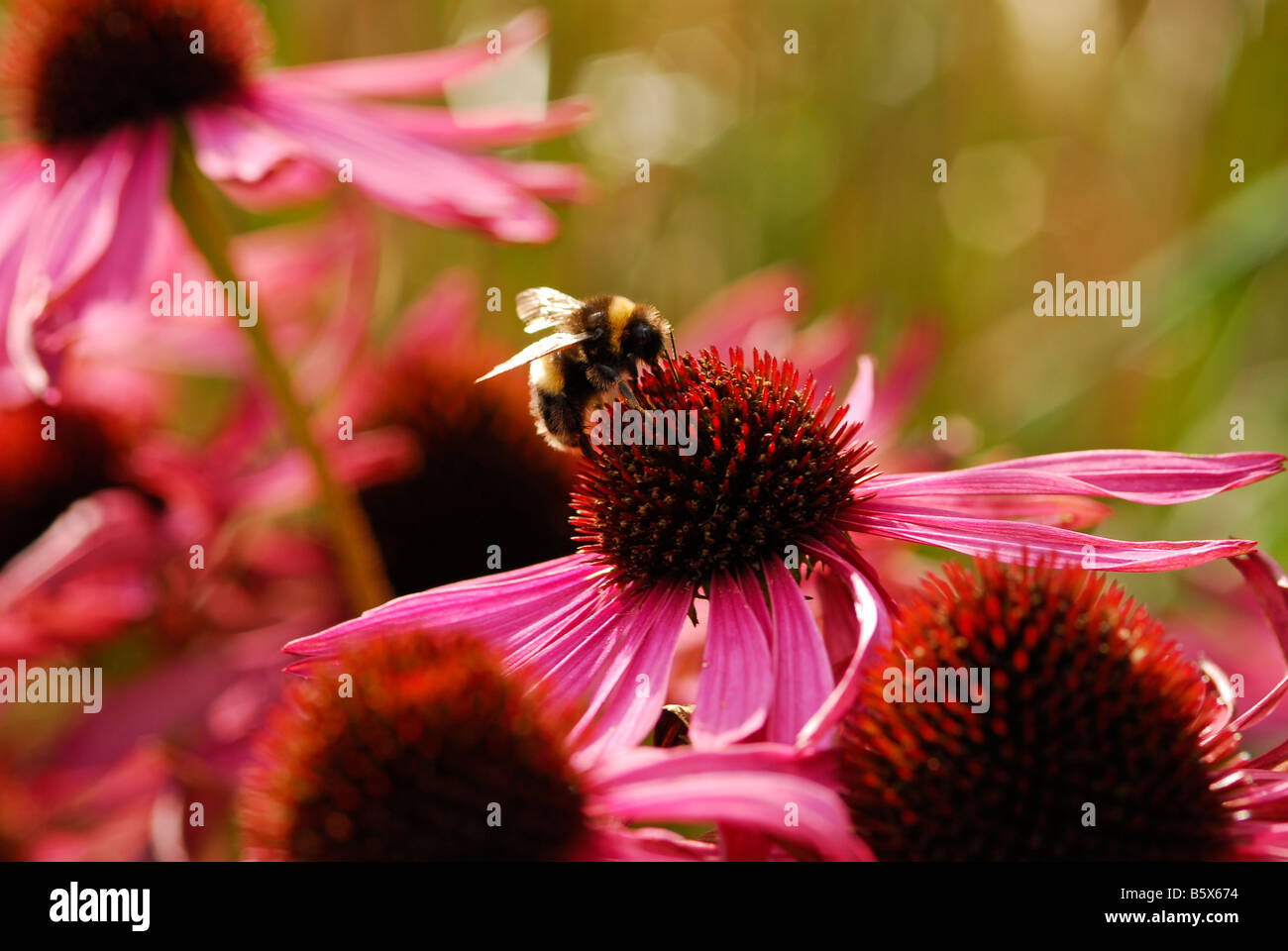 Echinacea Purpurea Stockfoto