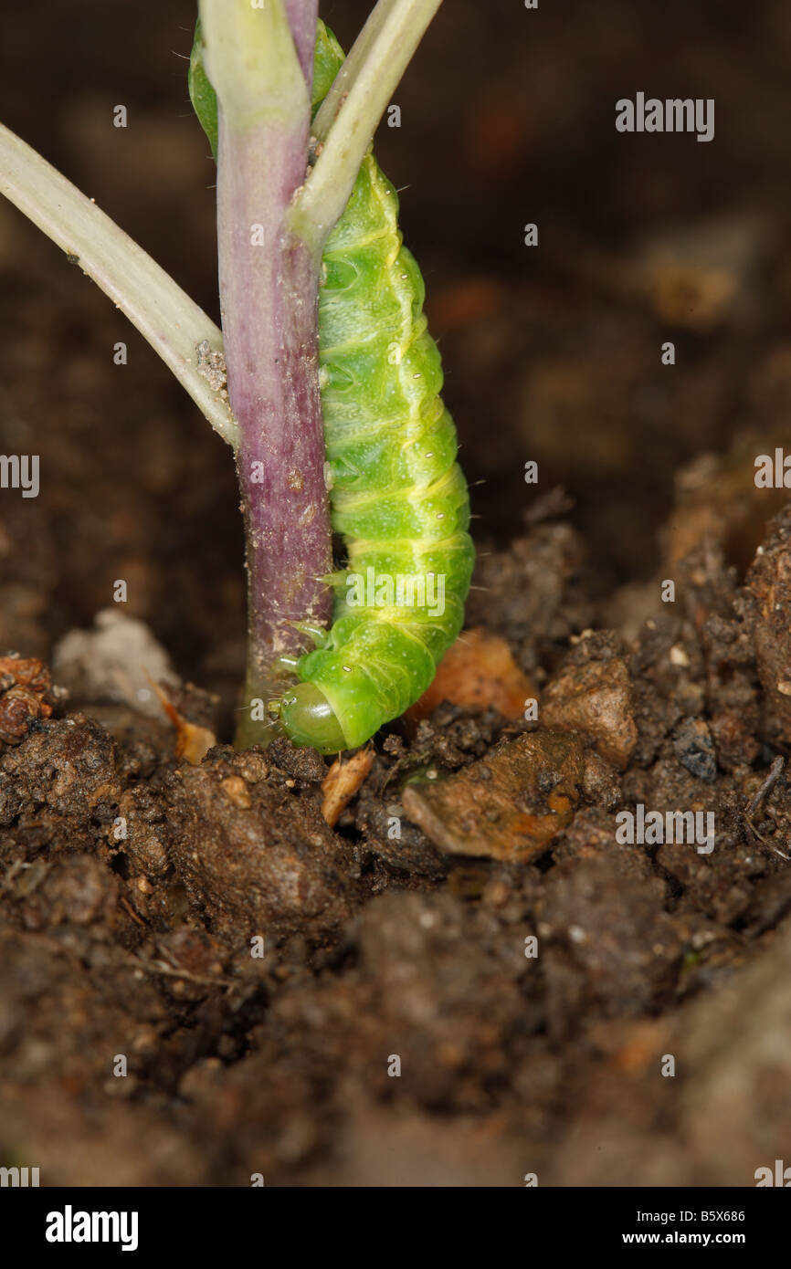 CUTWORM Noctuid Raupe Fütterung auf Basis der junge Kohl Pflanze Stiel Stockfoto