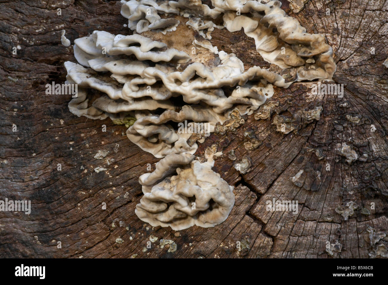 Viele Zonen Polypore Pilze Stockfoto