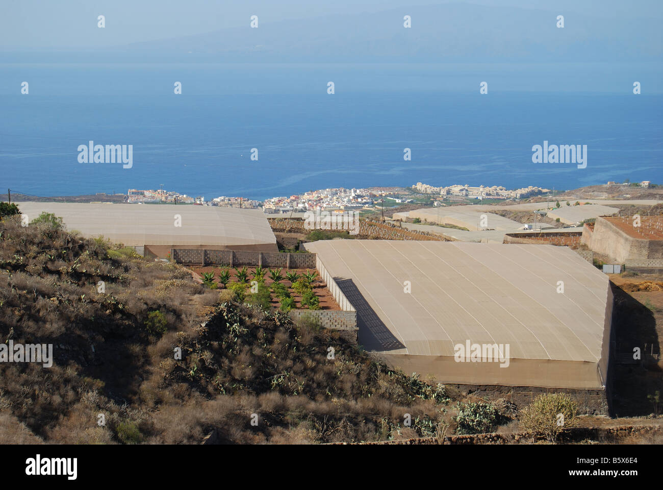 Bananenplantagen, Nr.Alcala, Teneriffa, Kanarische Inseln, Spanien Stockfoto