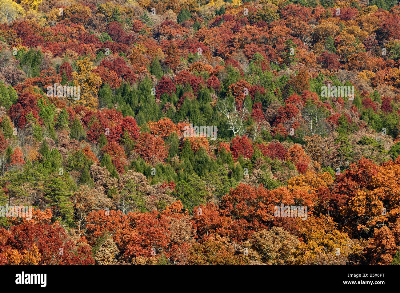 Herbst Farbe in Daniel Boone National Forest McCreary County Kentucky Stockfoto