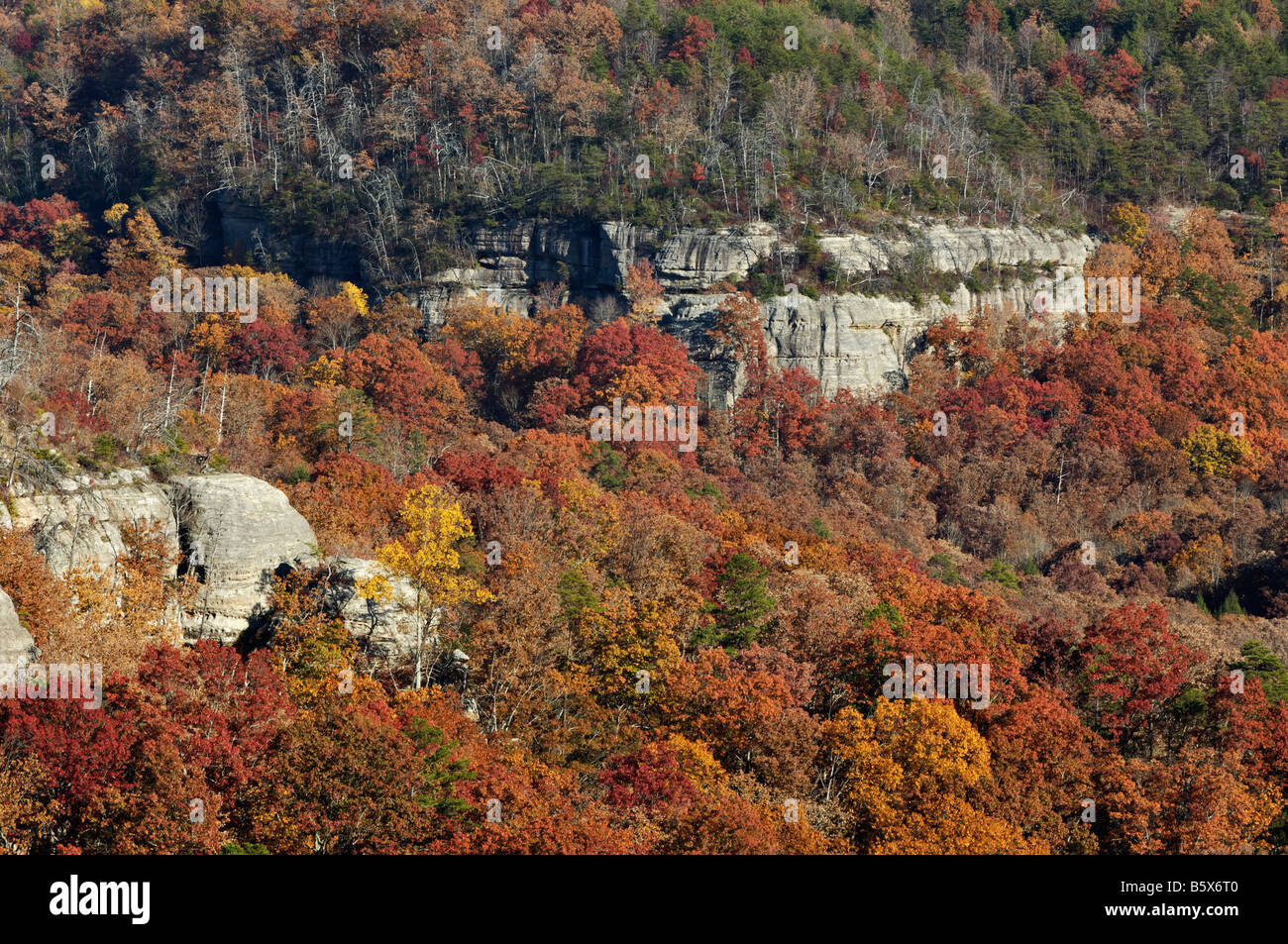 Herbst Farbe in Daniel Boone National Forest McCreary County Kentucky Stockfoto