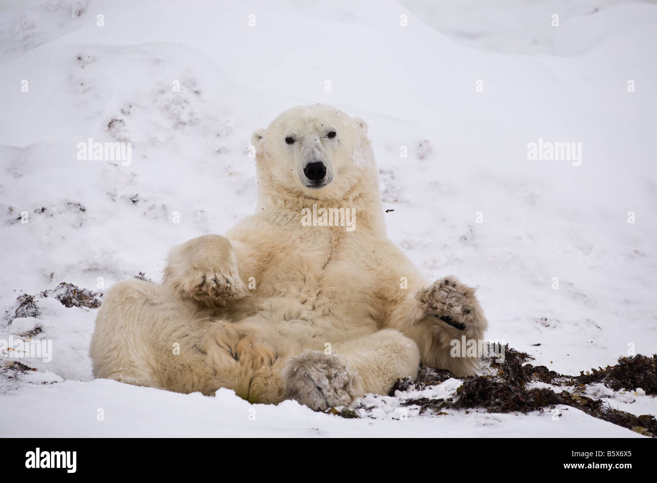 Eisbär sitzend auf dem Schnee an den Ufern des Wapusk-Nationalpark, Manitoba, Kanada Stockfoto