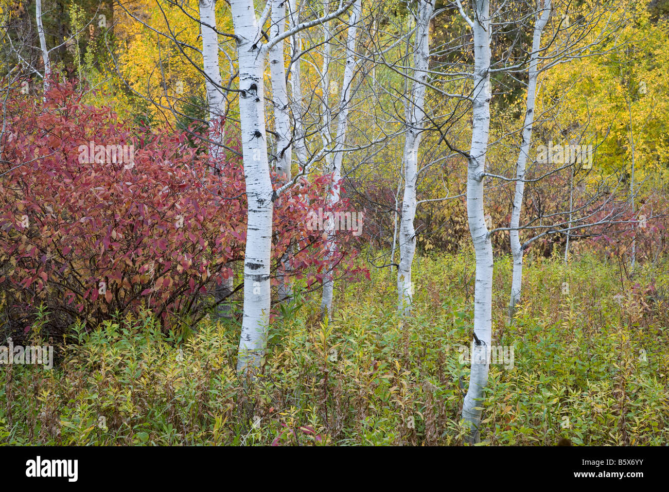 Espen und Herbstlaub in Little Spearfish Canyon, Black Hills National Forest, South Dakota Stockfoto