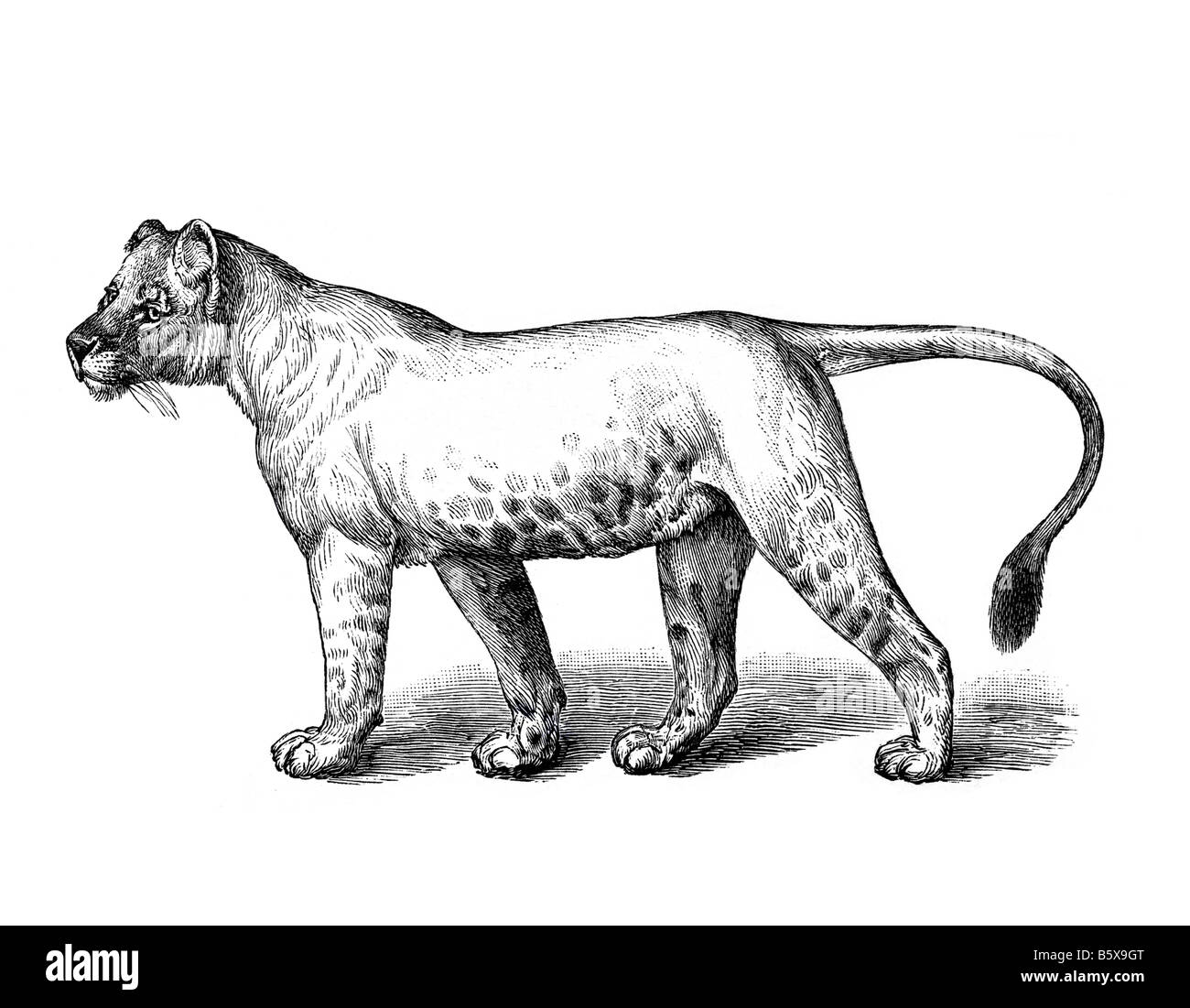 Löwin, Löwe Panthera Leo Familie Felidae Stockfoto