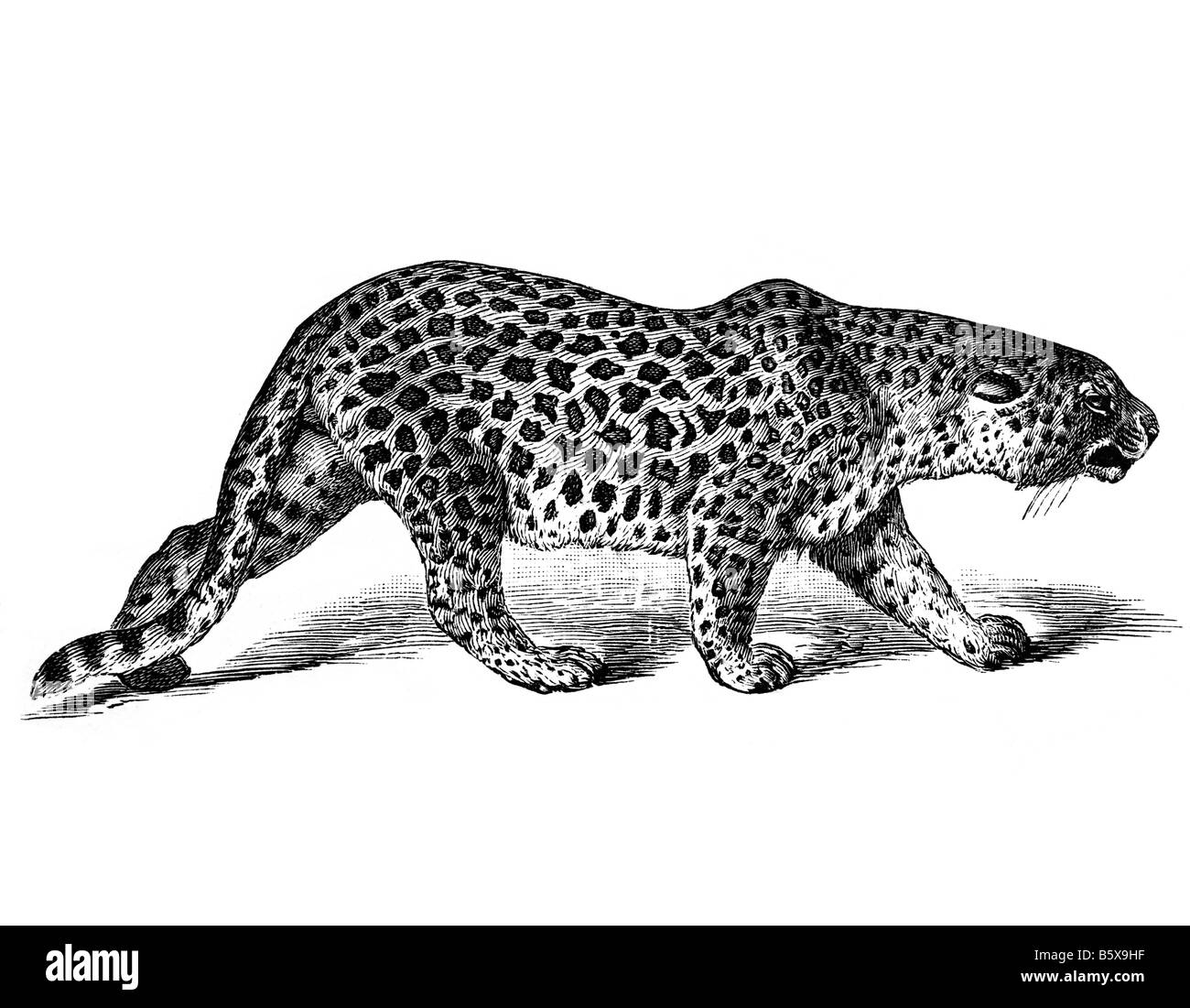 Leopard (Panthera Pardus), Panther Familie Felidae Stockfoto