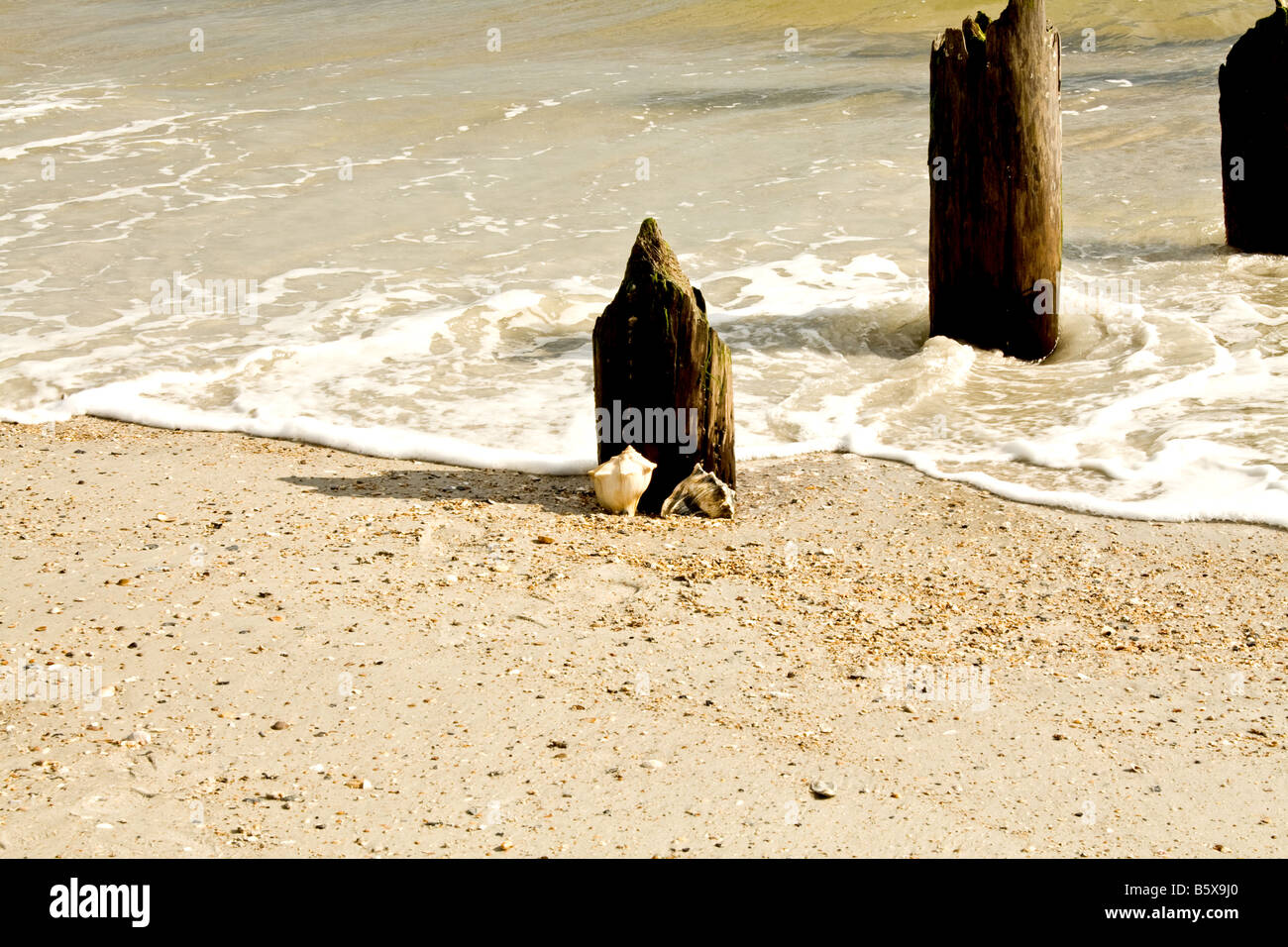 Drei der verfallenden hölzernen Pfählen mit zwei Conch Muscheln werden weggespült von Wellen im Ozean in Jacksonville Beach, Florida Stockfoto