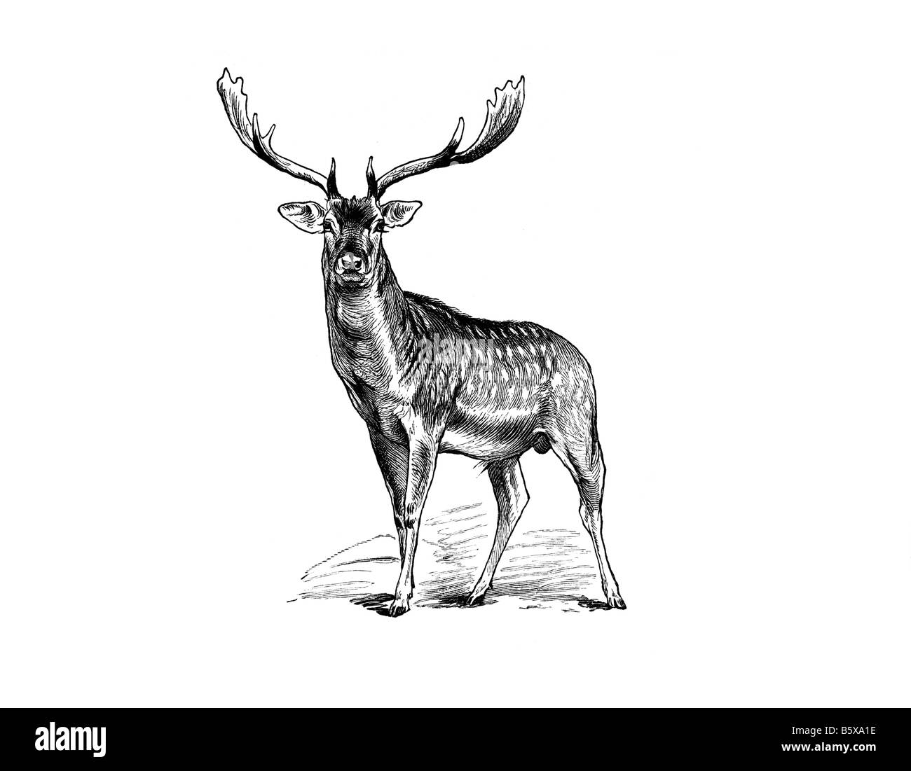 Hirsch, Damhirsch Dama Dama Wiederkäuer Säugetier aus der Familie Cervidae Stockfoto