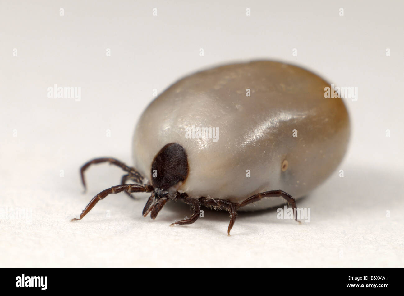 Rizinuspflanze Zecke (Ixodes Ricinus), weibliche aufgebläht vollständig mit Blut, Studio Bild Stockfoto