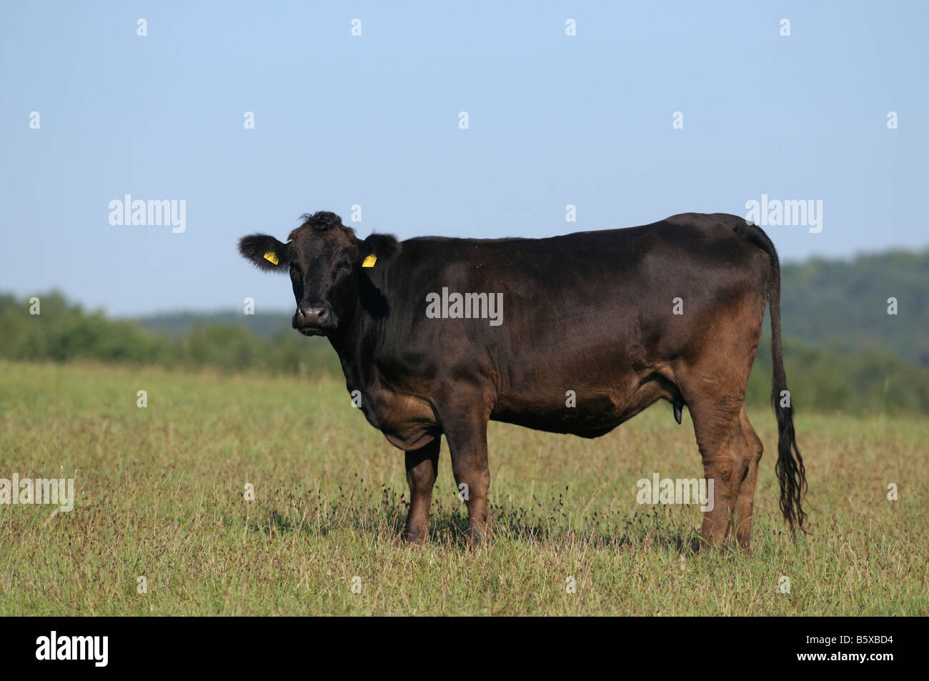 Deutsch-Angus-Rinder (Bos Taurus), schwarze Kuh auf der Weide Stockfoto