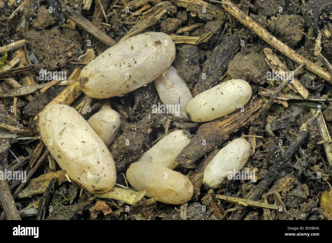 Ameise Stockfotos und -bilder Kaufen - Seite 3 - Alamy
