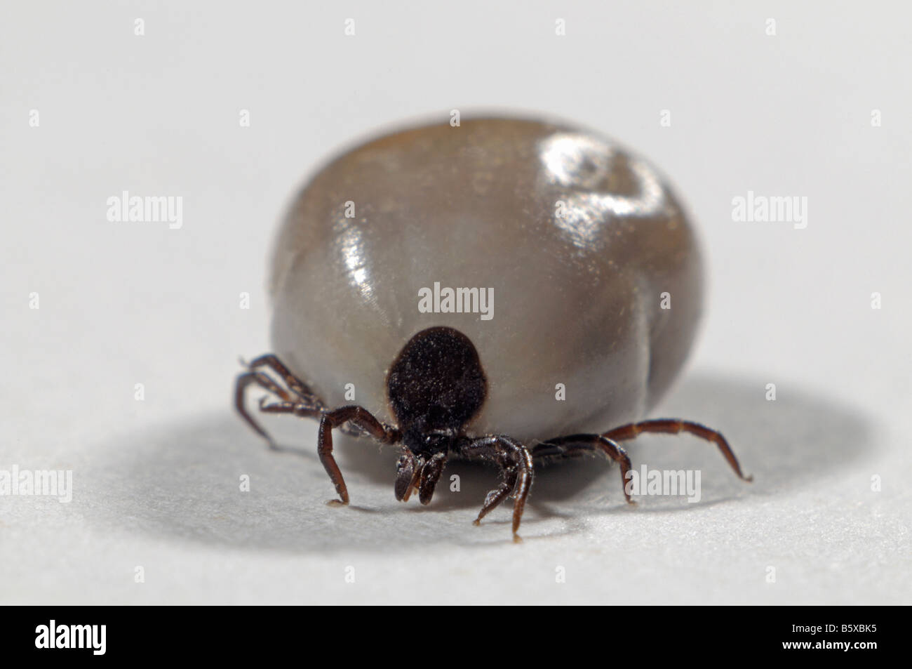 Rizinuspflanze Zecke (Ixodes Ricinus), weibliche aufgebläht vollständig mit Blut, Studio Bild Stockfoto