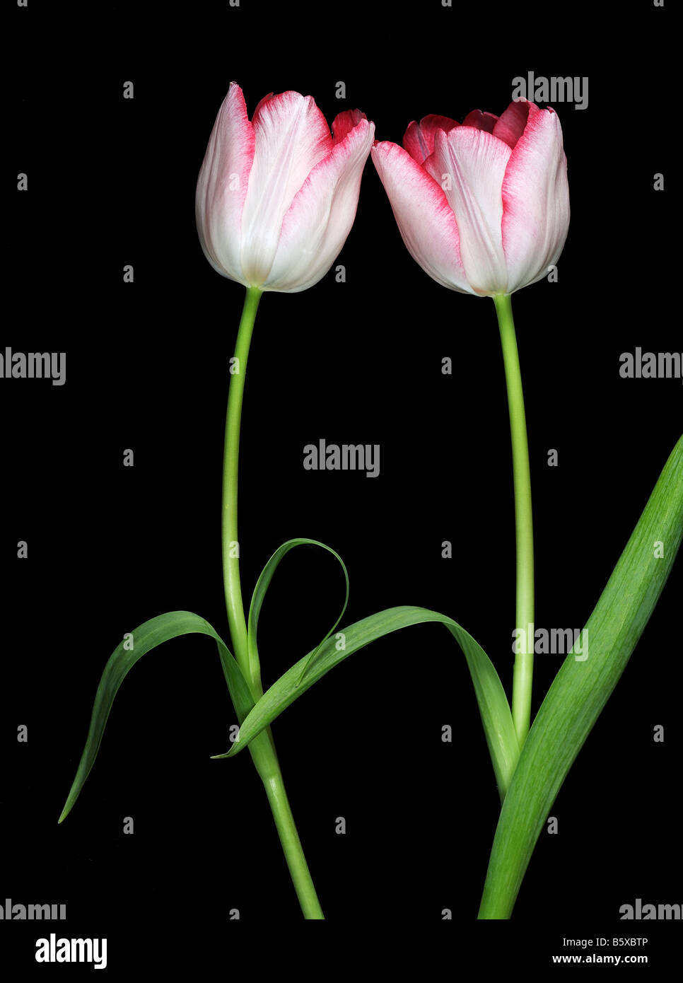 Zwei rosa Tulpe Blumen auf schwarzem Hintergrund Stockfoto
